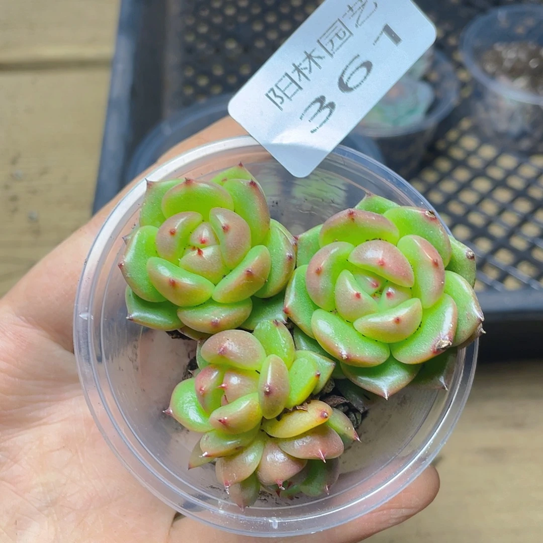 多肉植物多肉植物361