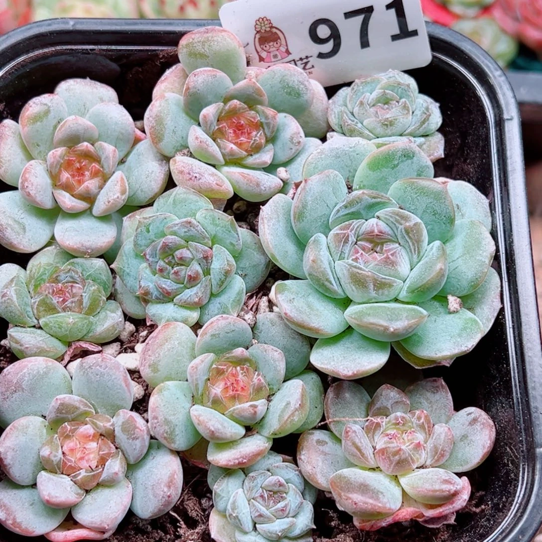 多肉植物多肉植物