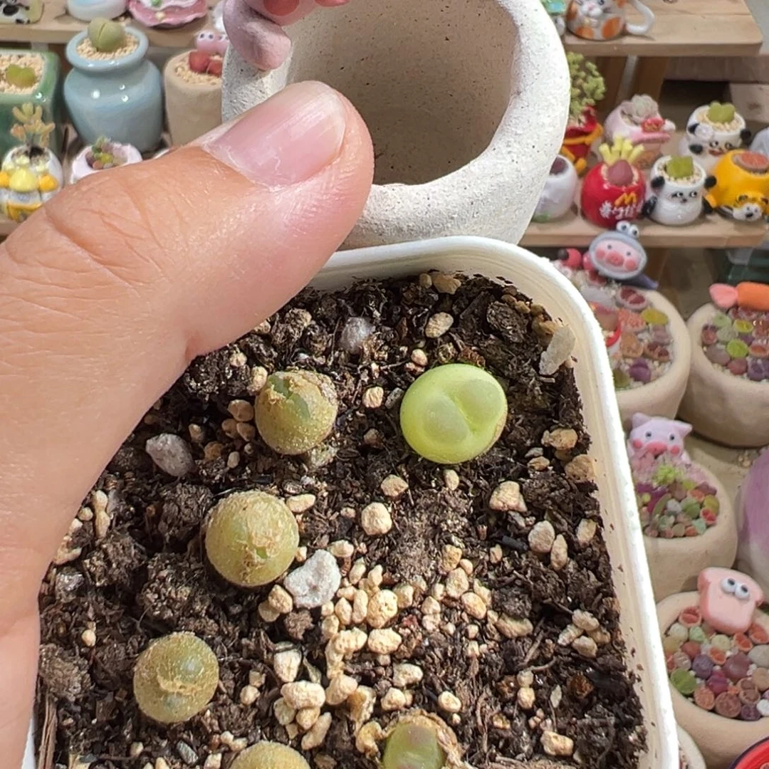 ?****M多肉植物164号种大的那颗拉登