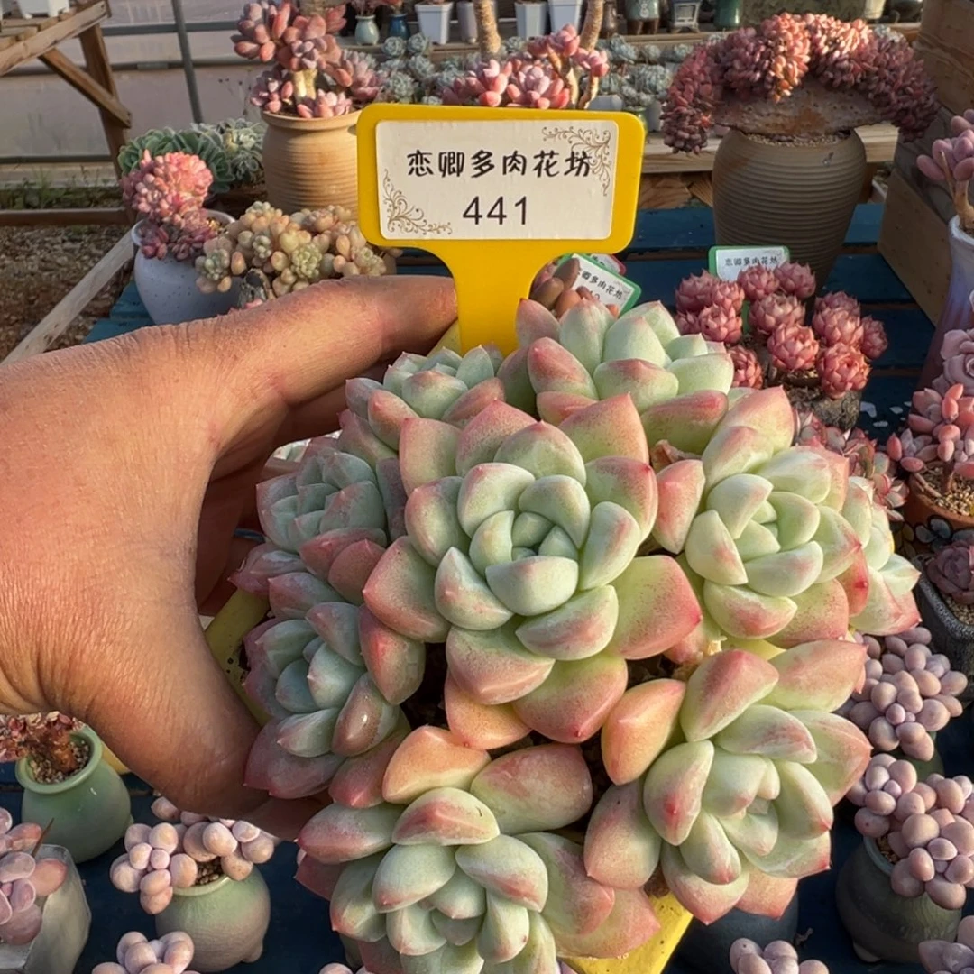 441号奶油美人老桩无砍