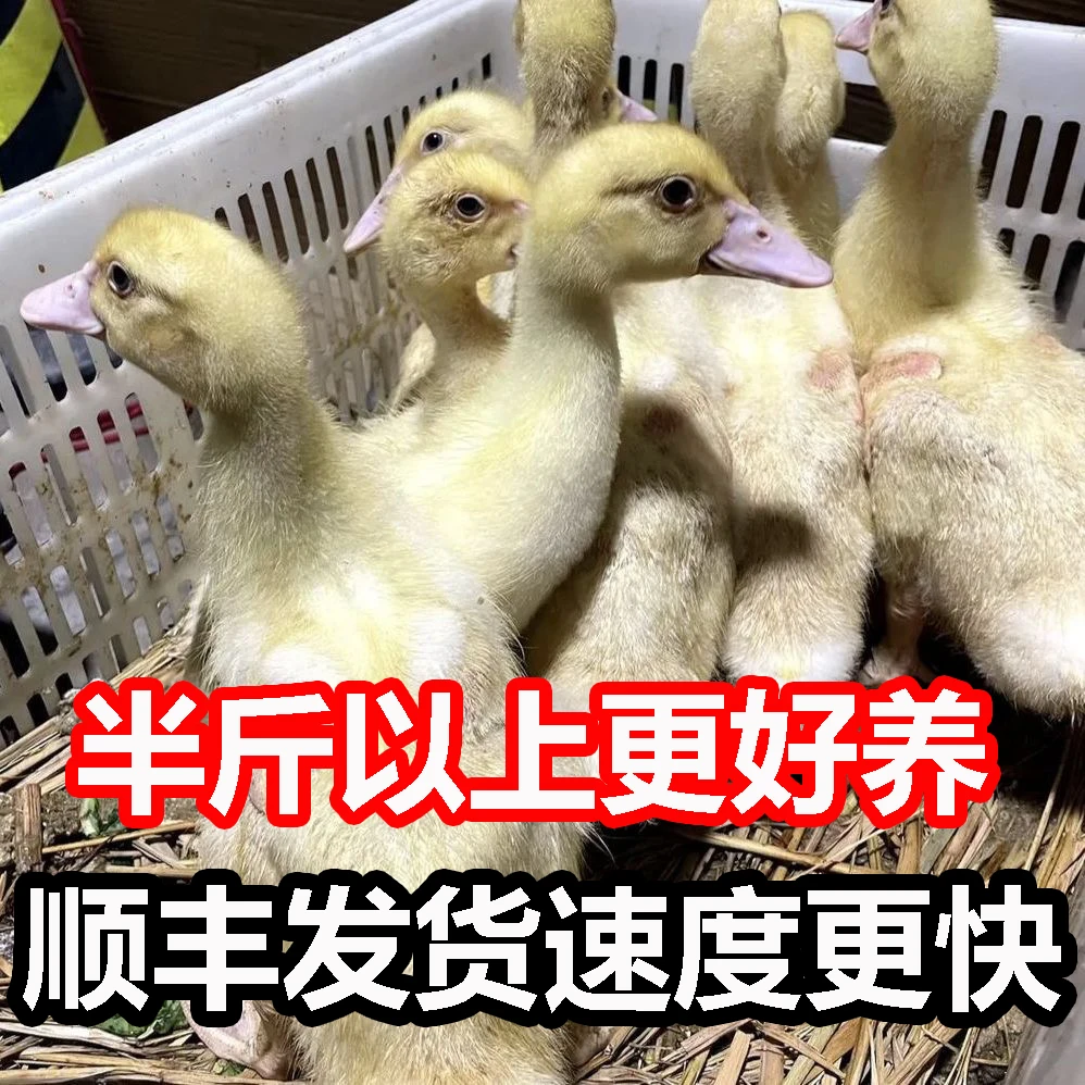 宠物鸭白番鸭农场半斤左右发货（买8送1，公母直播间选发货）