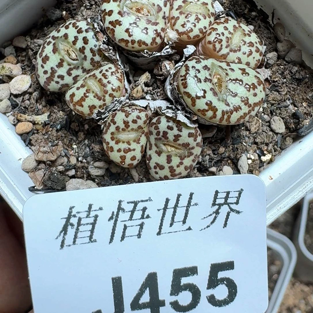455号多肉植物cv
