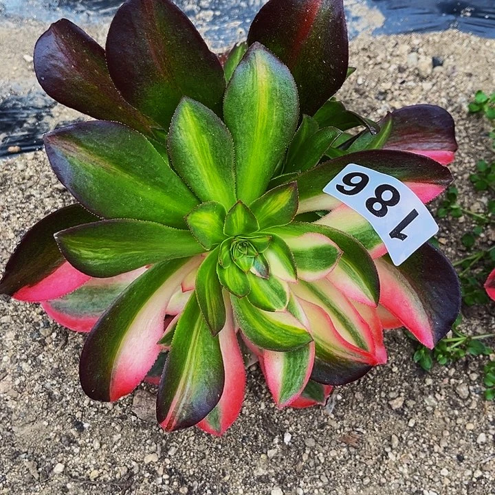 186女郎多肉植物处理不售后