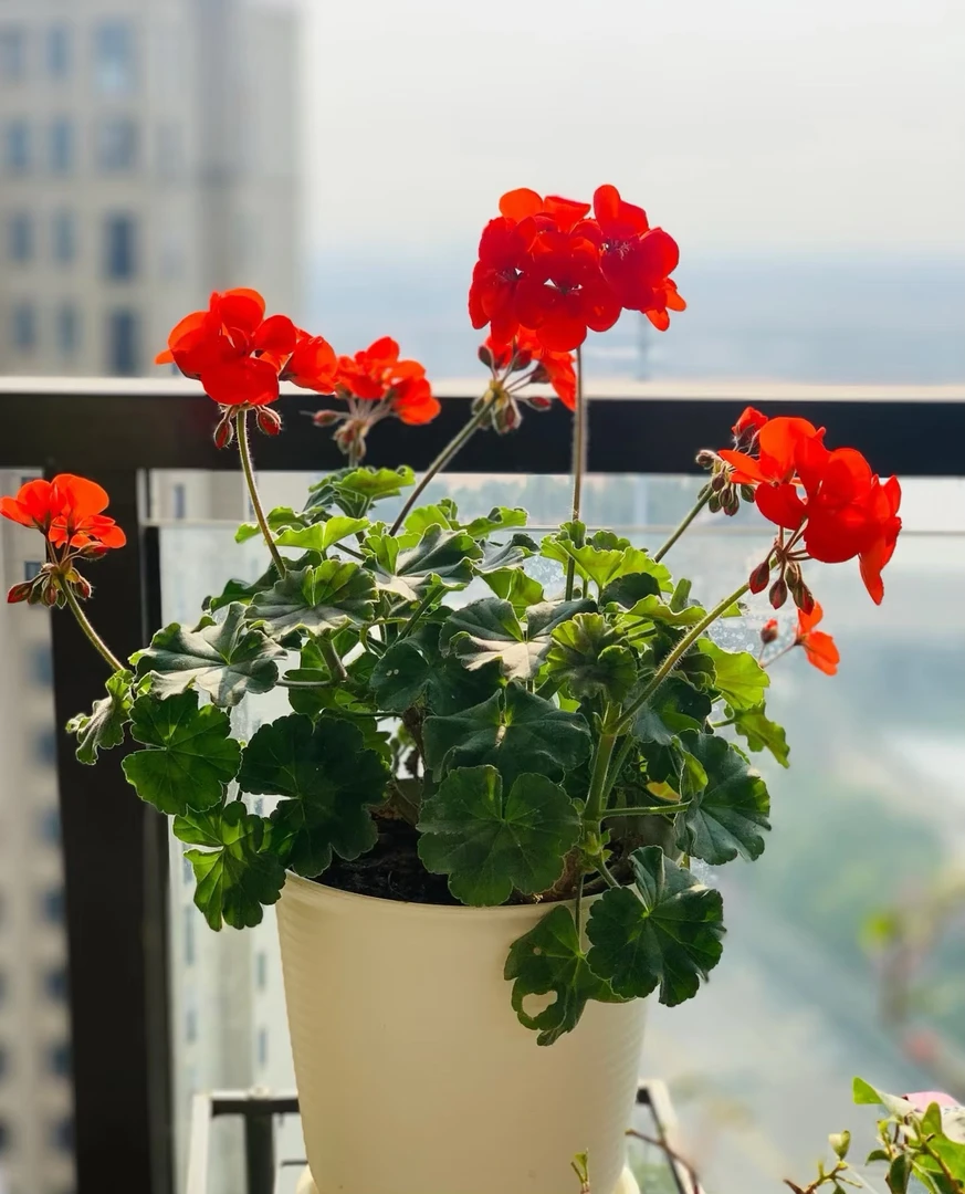 天主葵盆栽四季花卉，室内阳台花卉绿植