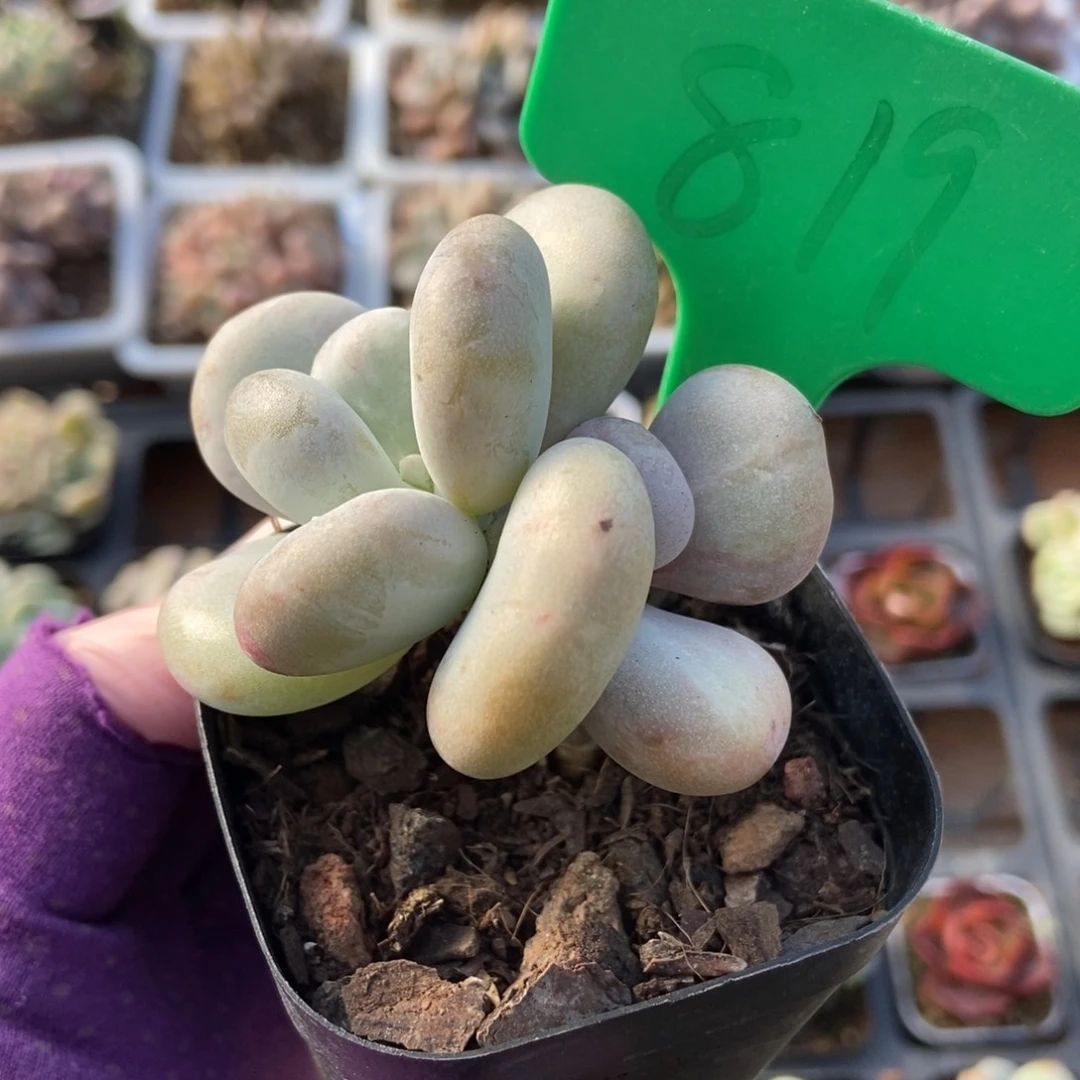 819奶酪石化多肉植物保护