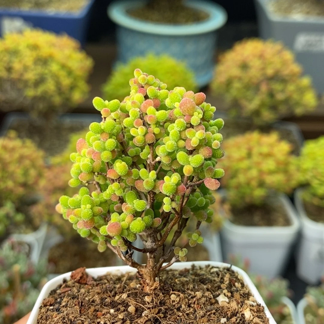 0680蜜橘糖球 。
