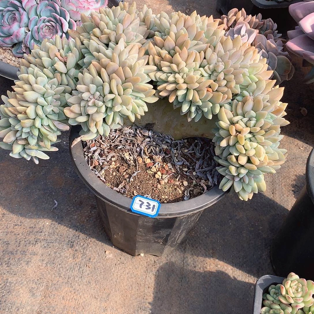 731淡雪缀 一物一拍多肉