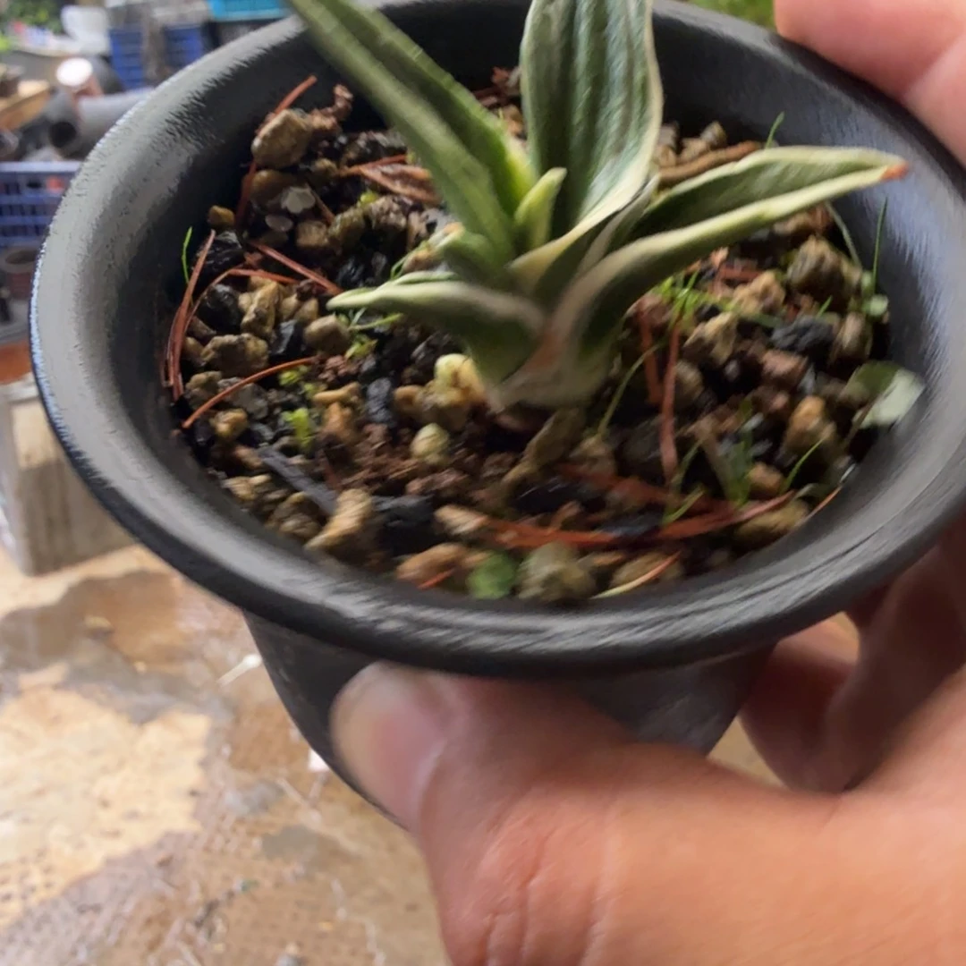 心***贝完全开放草本植物 顺丰快递