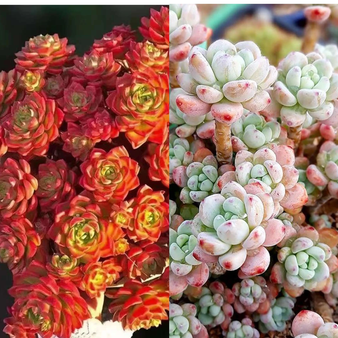 初衷 香妃劳尔+爱马仕玫瑰组合 阳台庭院多肉植物  新手好养植物