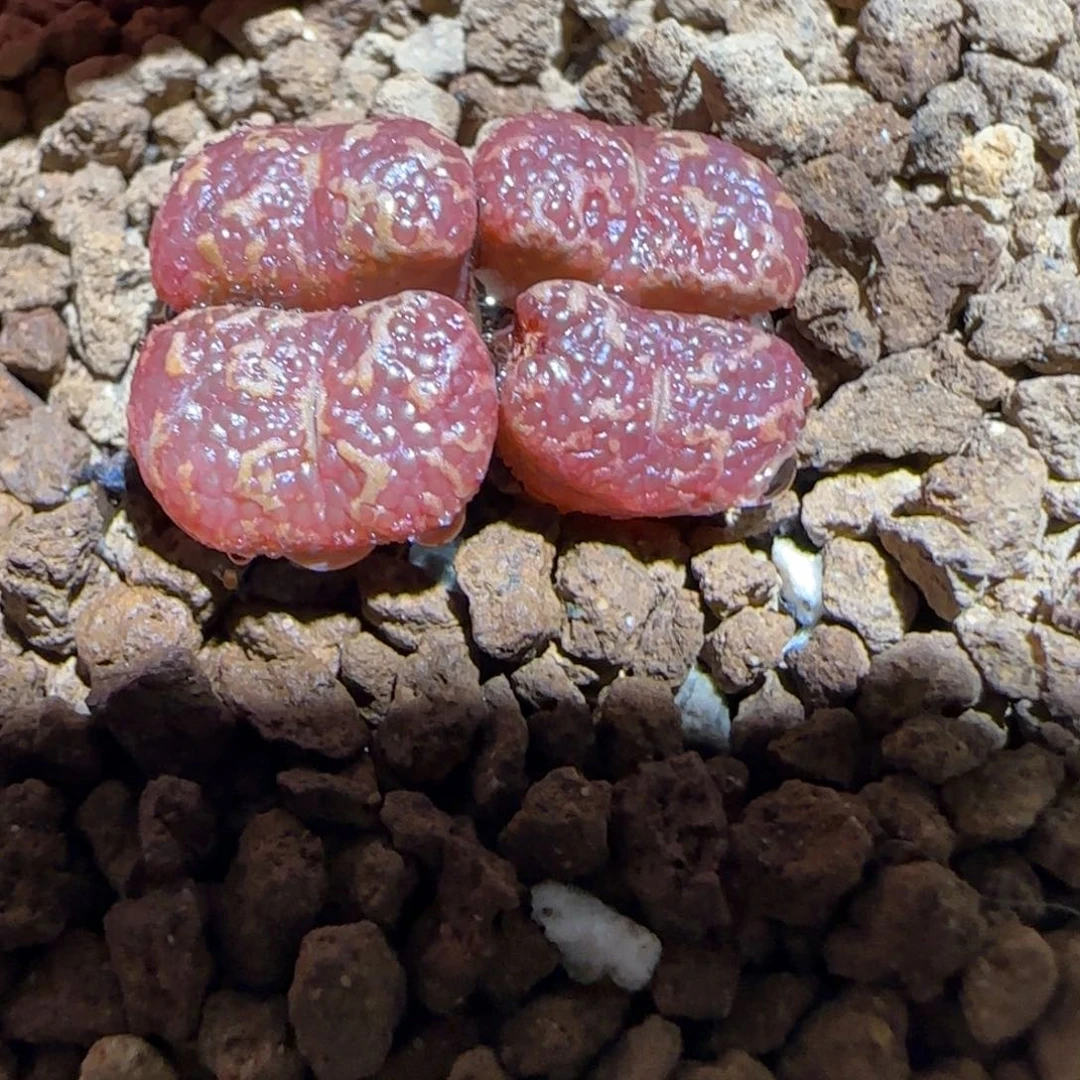 肉锥多肉植物组合-酒红泡泡勋有疤225