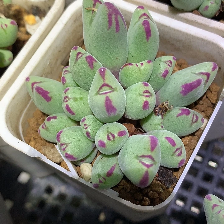 精品多肉植物特选粗纹