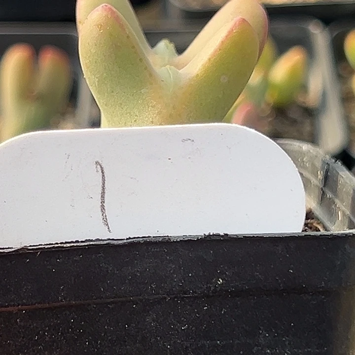 半**田大将多肉111111111