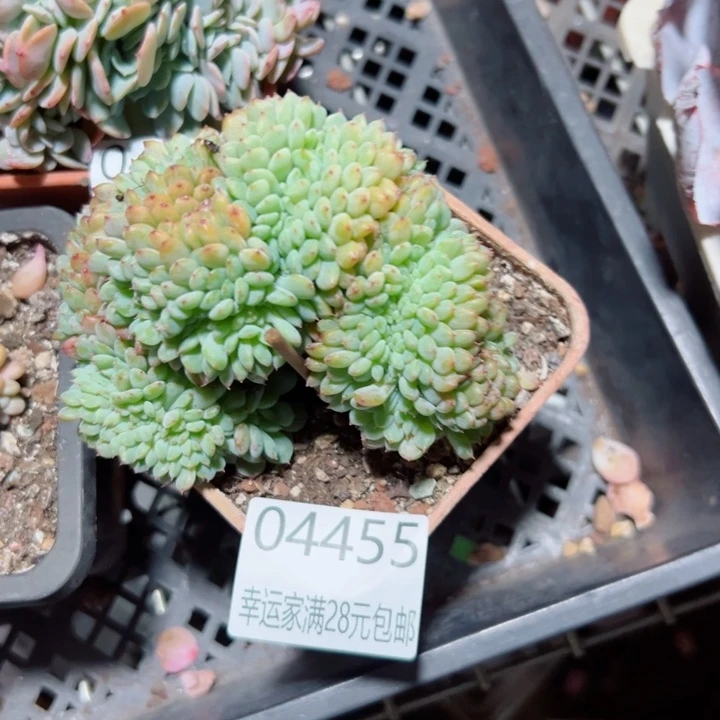 幸运儿的一个好消息就是