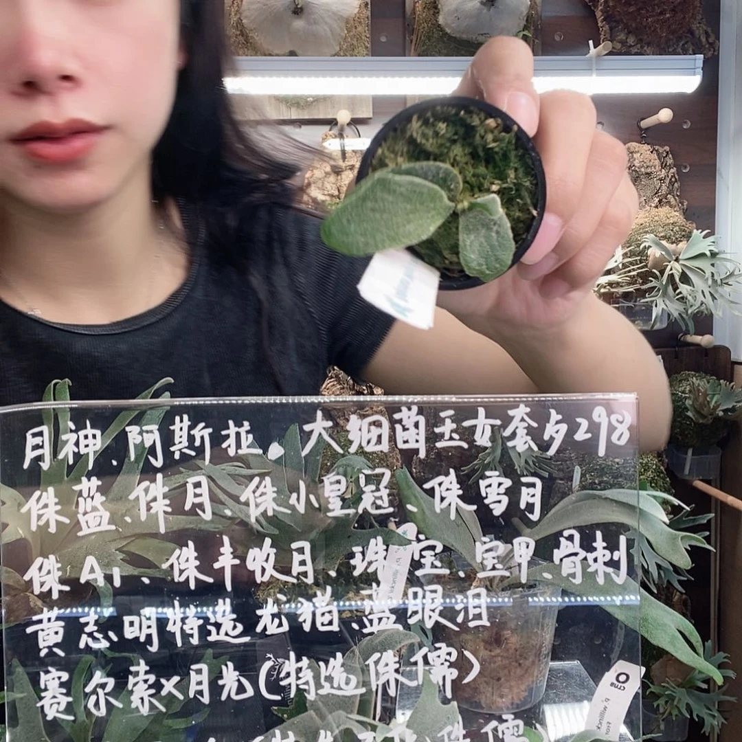 无花朵鹿角蕨宝石甲虫
