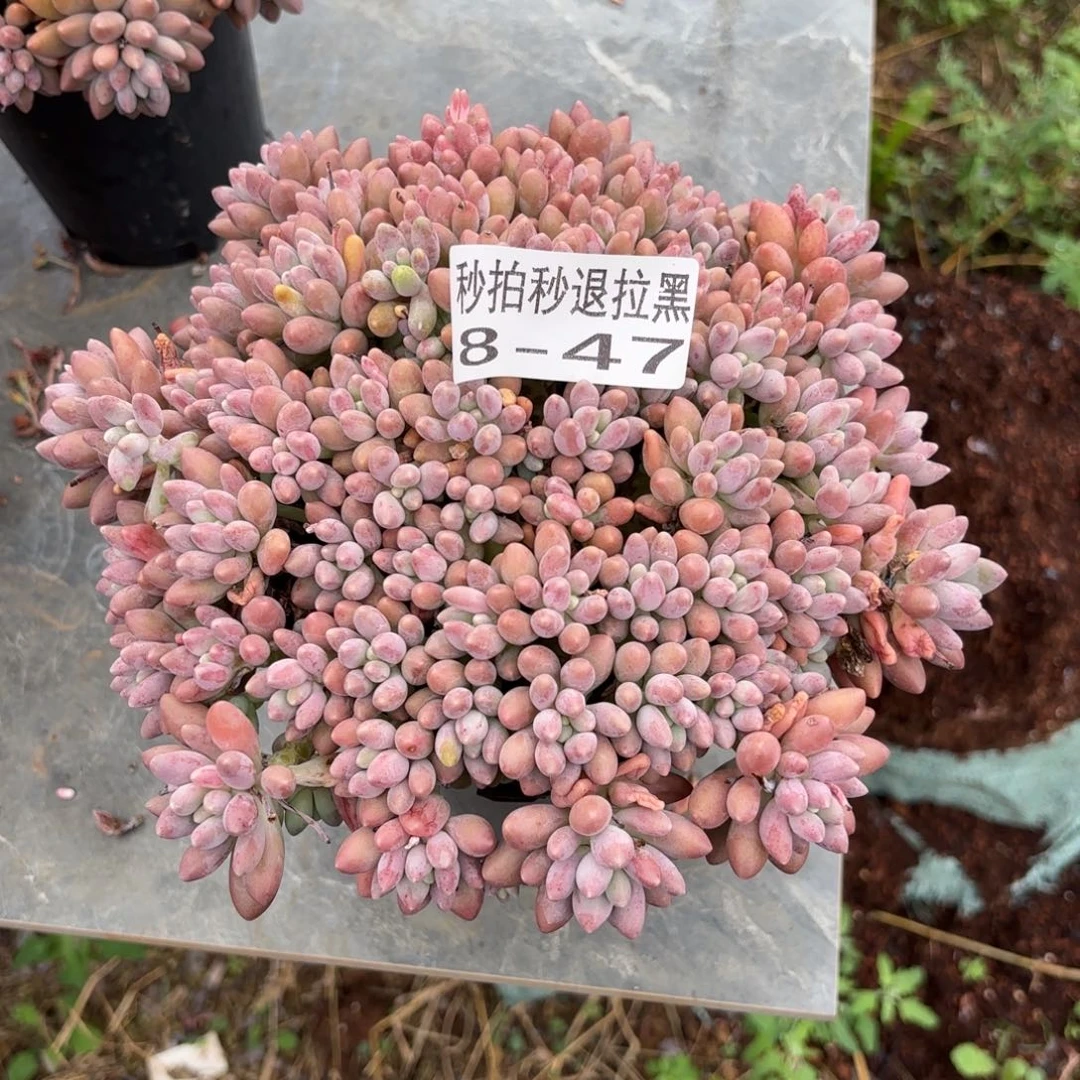 一物一拍星黛露8-47