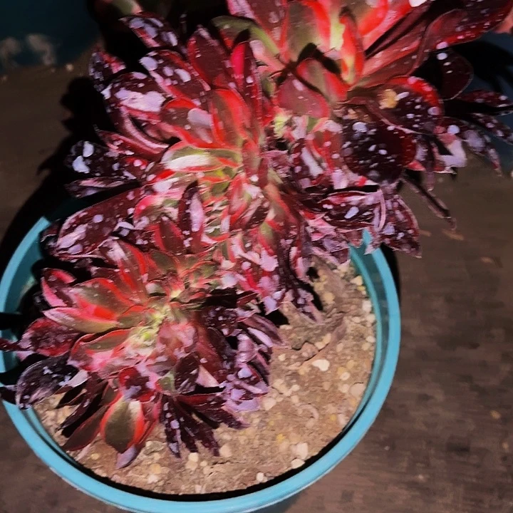 上****赞48多肉植物植物植物植物