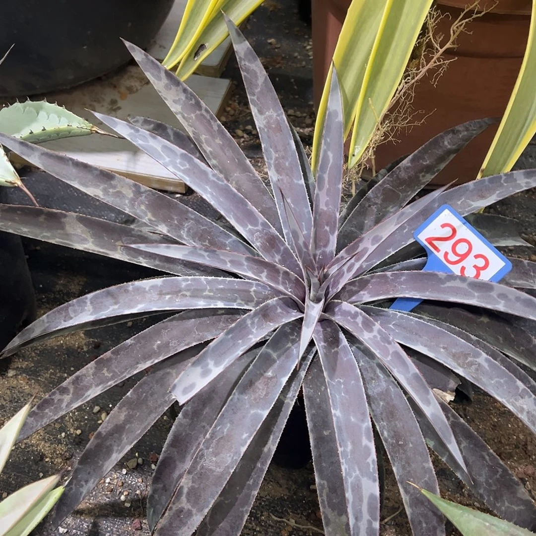 月夜龙舌兰系列月光大