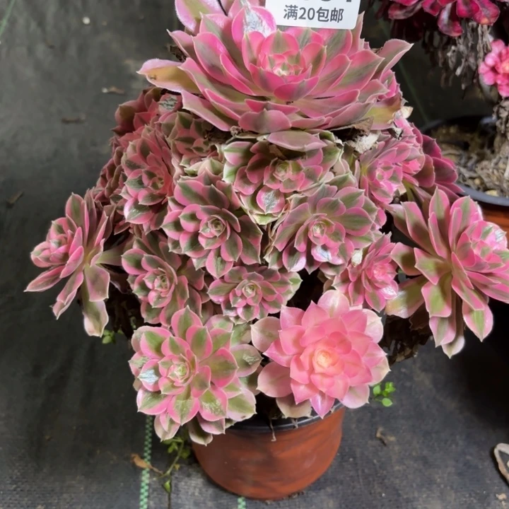 瑞妈一物一拍994