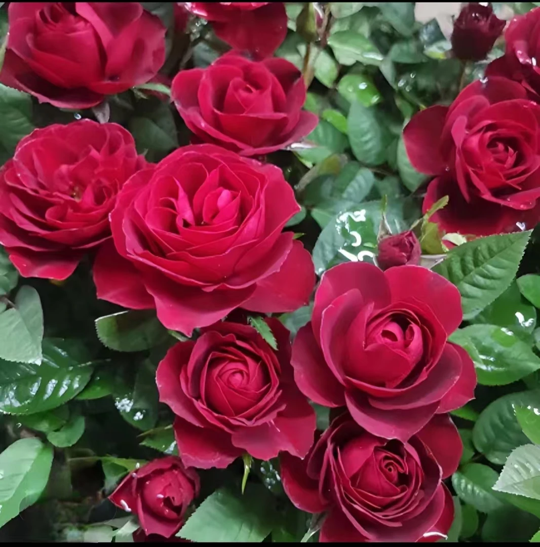 《中国红》丰花勤花  1加仑盆