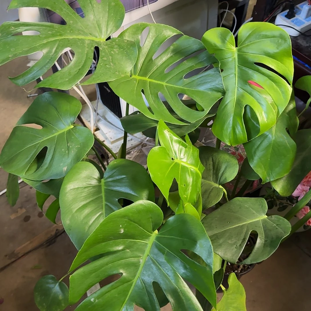 完全开放两颗龟背