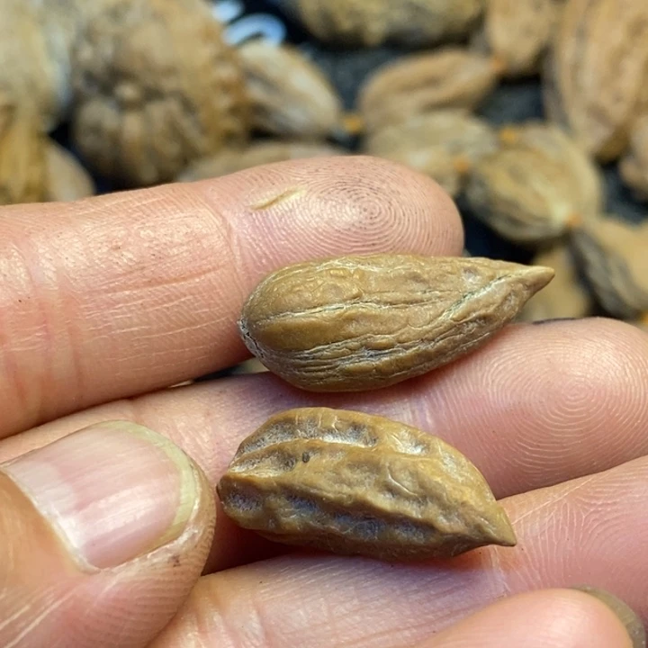 吊坠文玩核桃娜姐60