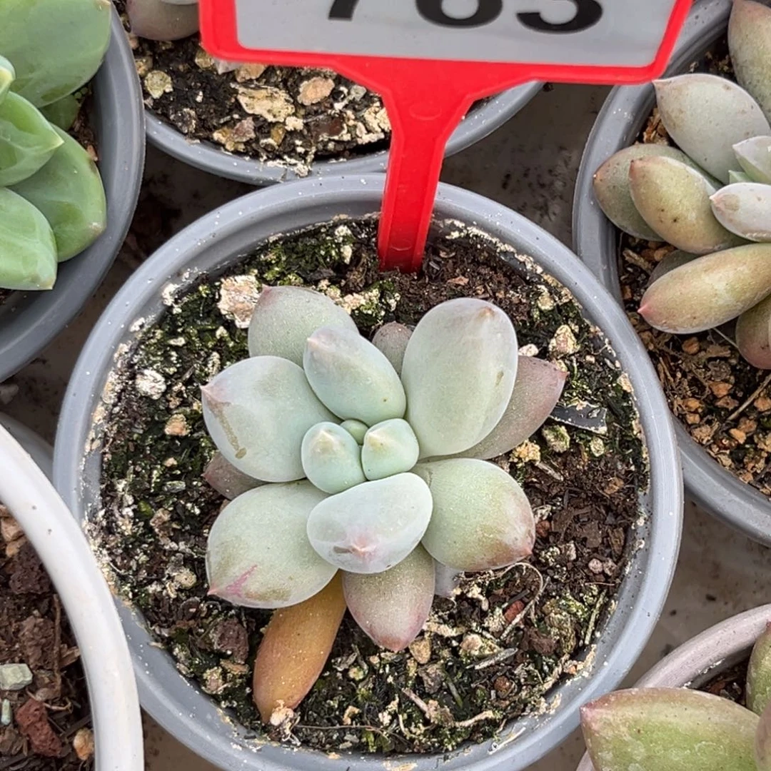 多肉植物海豚体哥特763