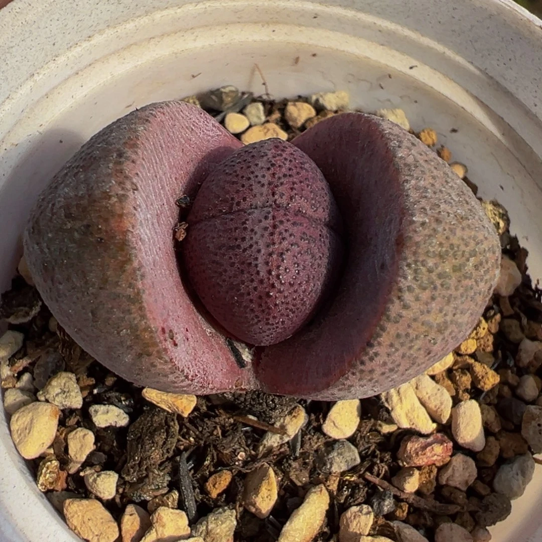 175多肉植物种类多样