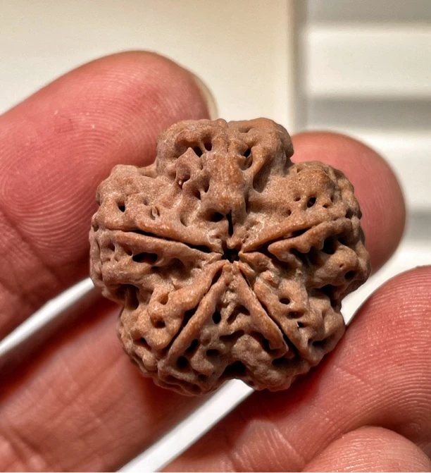 【毒药·梁产区】深沟大梅花蜂窝双龙