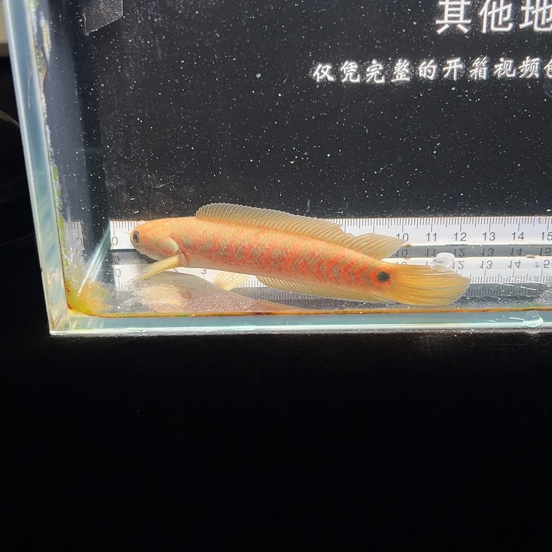 雷龙鱼七星雷龙鱼