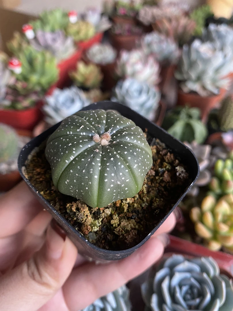 南瓜仙人球带土带盆发