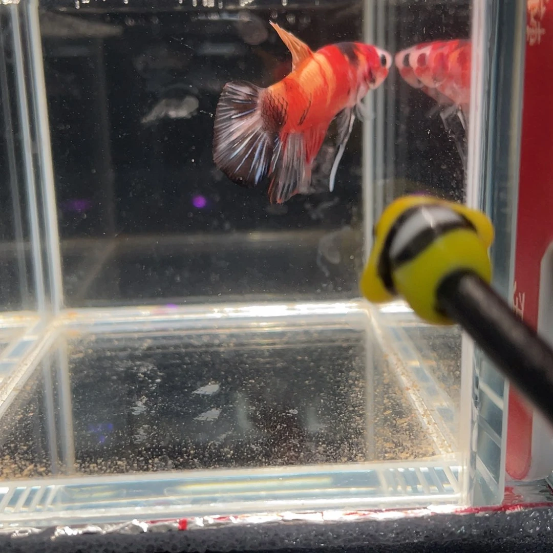 斗鱼12.13 糖果将军 067