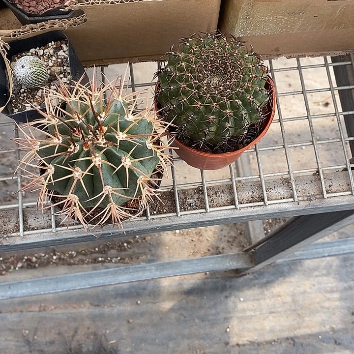 罗***四漂亮仙人球一物一拍