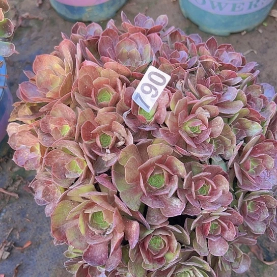 彩***虹多肉植物一个墨染