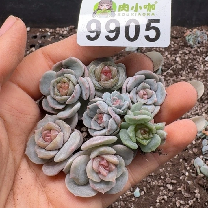 多肉植物多肉植物