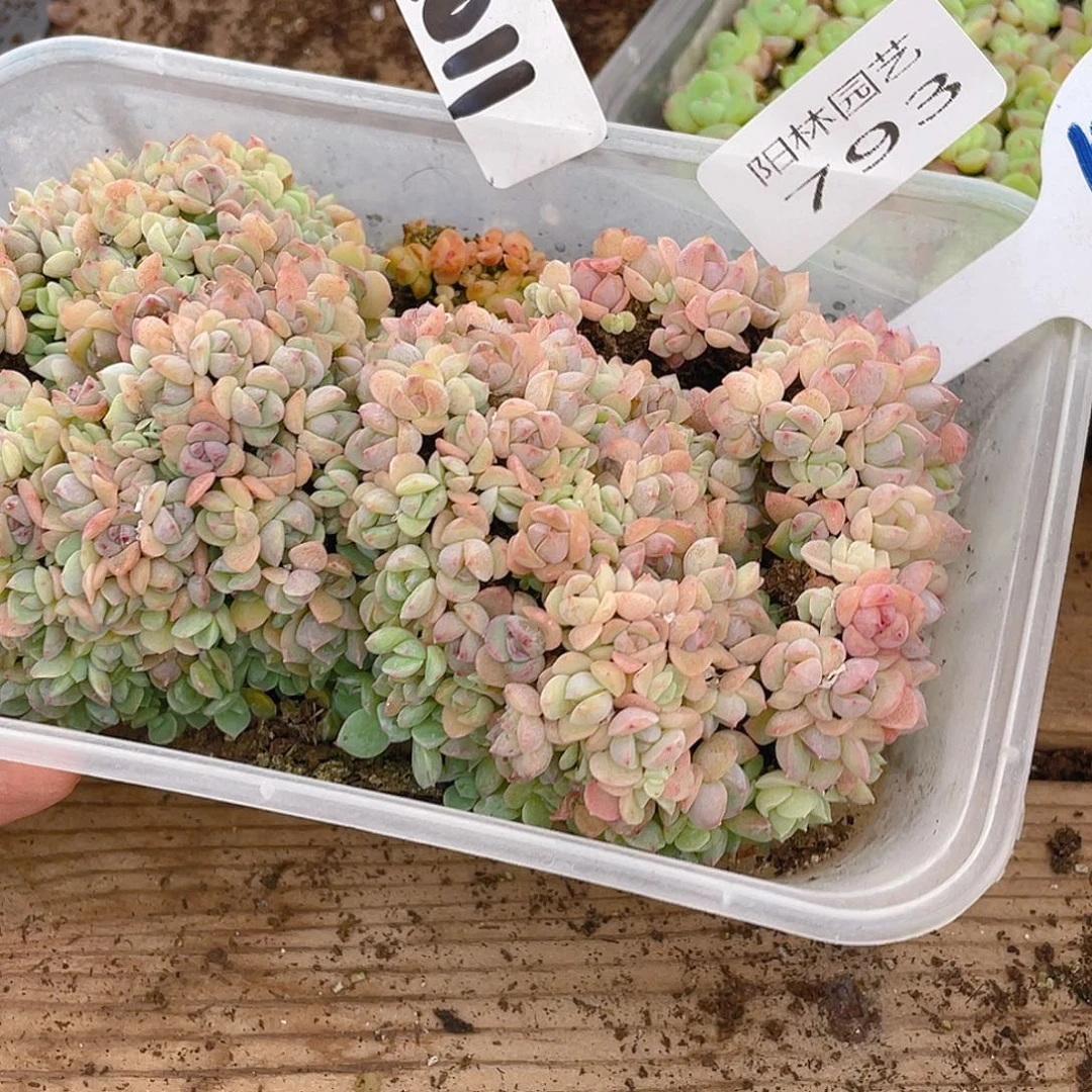 量拍多肉植物多肉植物793