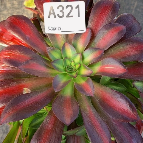 花那321袋土球发货