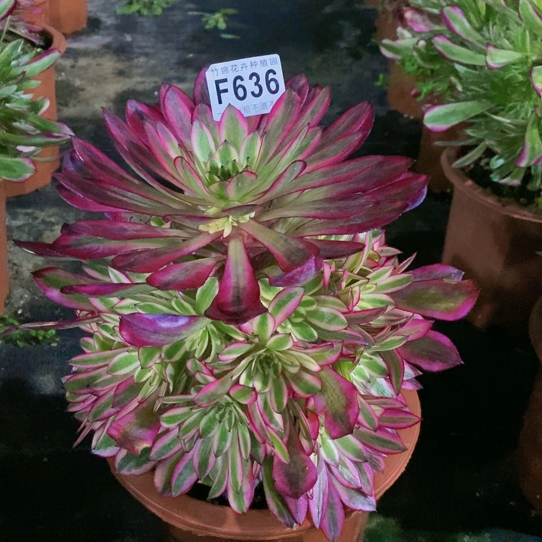 燕***油636黑桐白法师一棵