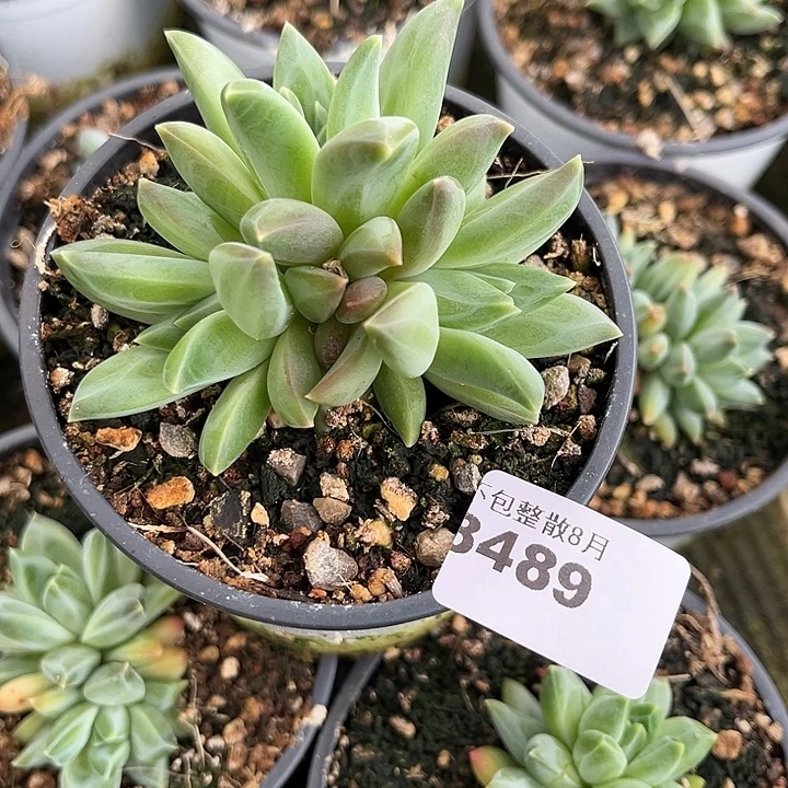 阿雅园艺。      8489
