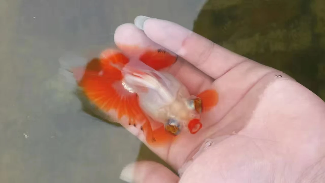 水中美学中国传统蝶尾金鱼1号链接（运输中拒退还）