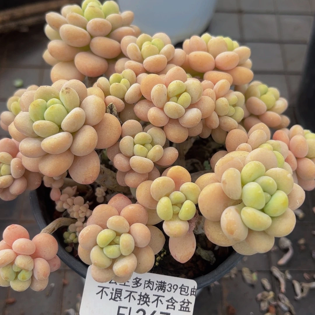 367-洛可可手捧11cm