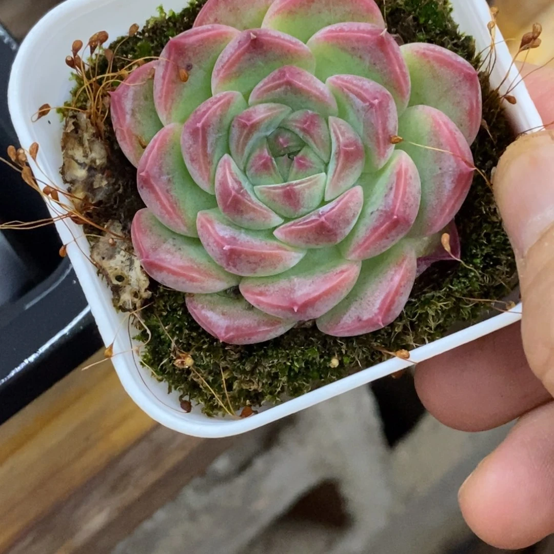 精品多肉一物一拍不包整427