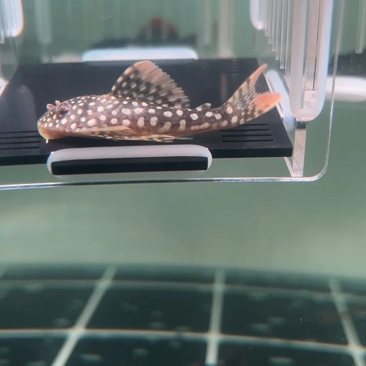 清道夫鱼30-033黄金达摩一条尺寸6+