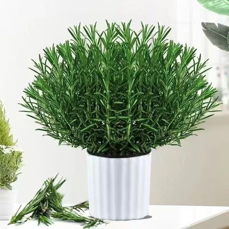 新鲜可食用盆栽香草牛排迷迭香大小苗绿植驱蚊虫净化空气耐寒植物