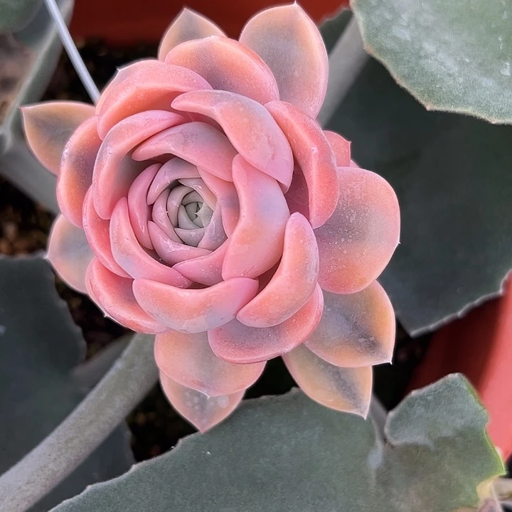 ****晴白白汉堡锦多肉植物
