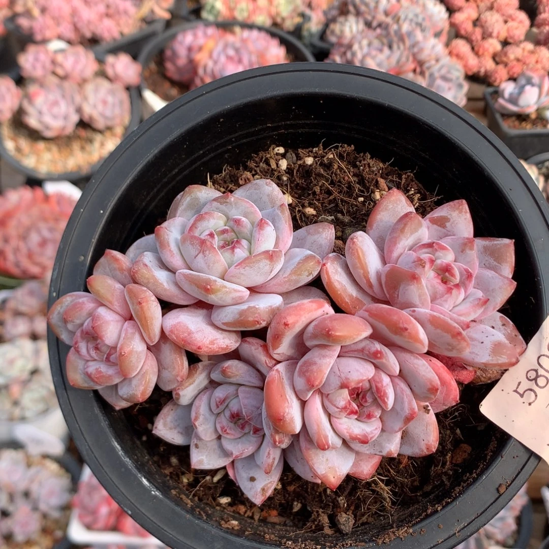 13.8厘米五头有砍红宝石石榴籽 5809