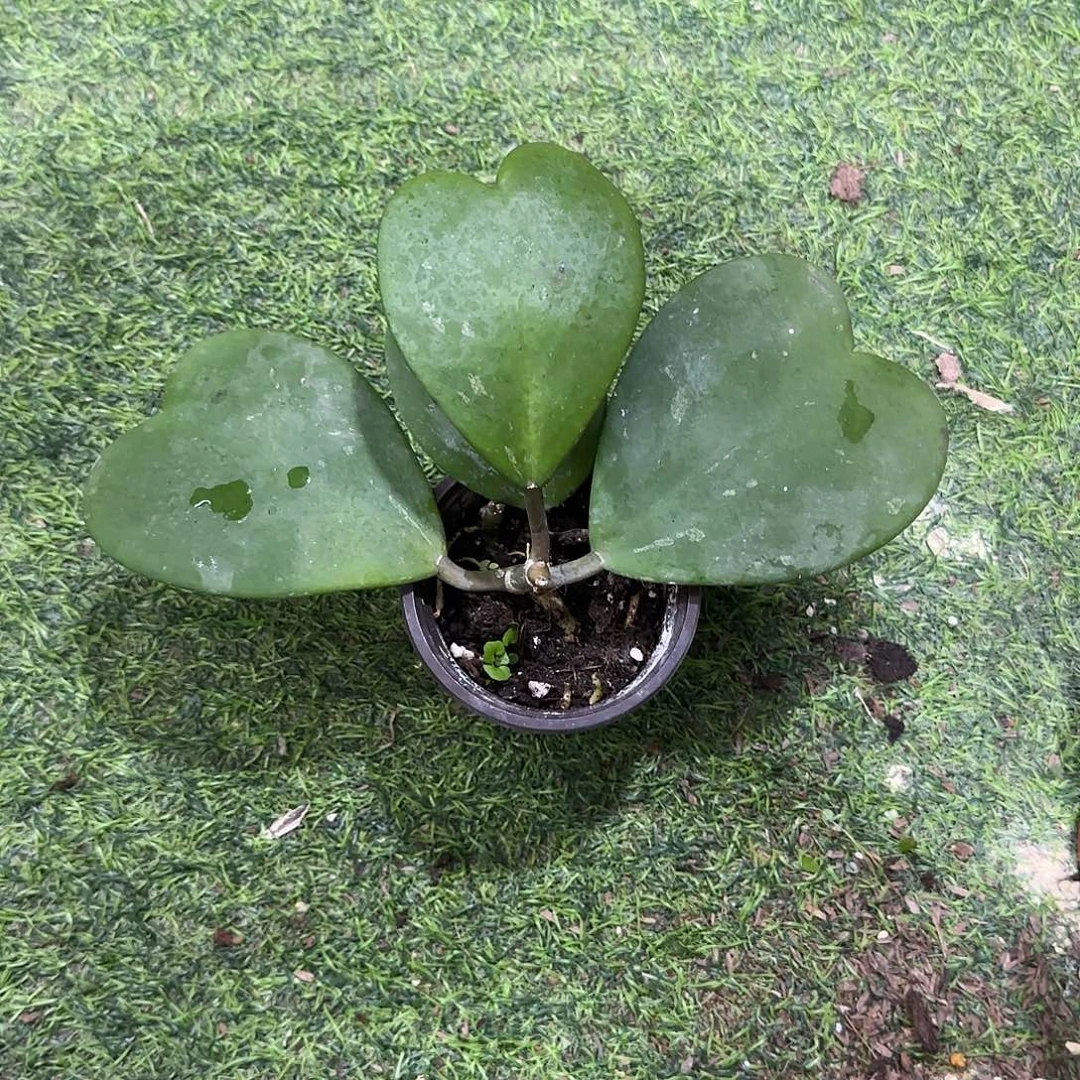 无花朵心叶球兰桌面款