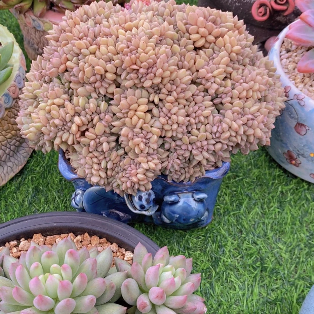 璀璨 一物一拍。