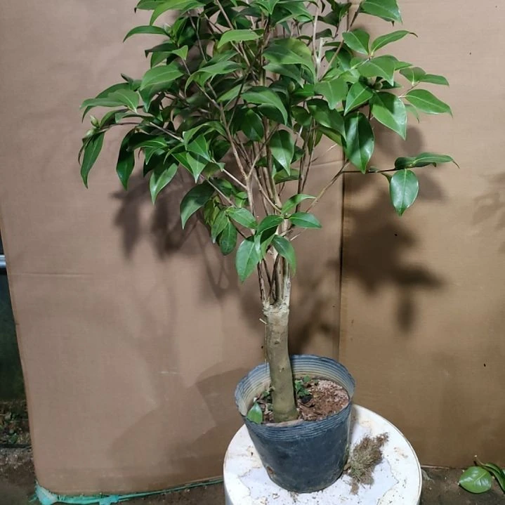 237圣诞帽，原盆原土发货，不包邮