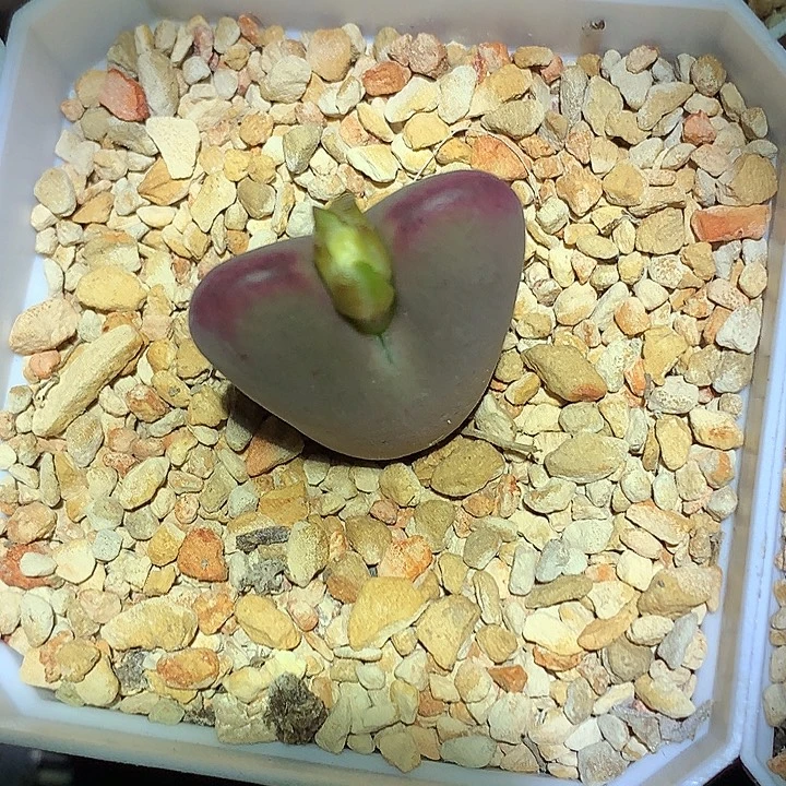 精品多肉植物精品多肉