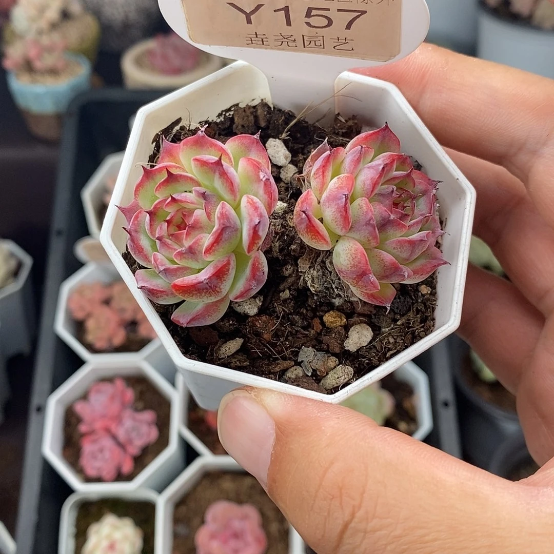 0157 马赛尔 5.5cm